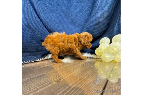 成約済の茨城県のトイプードル-318060の3枚目