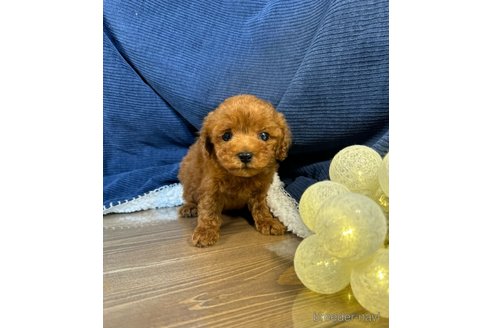 成約済の茨城県のトイプードル-318060の4枚目