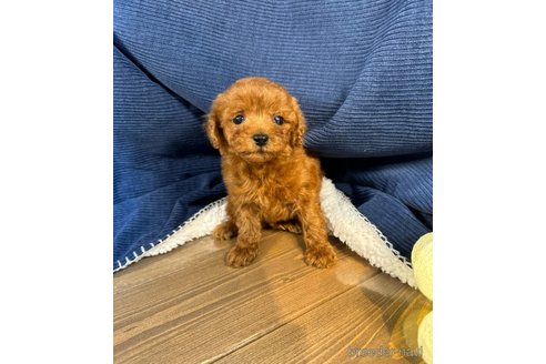 成約済の茨城県のトイプードル-318060の2枚目