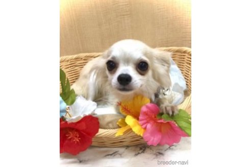 がんもちゃん1枚目