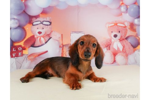 成約済の静岡県のカニンヘンダックスフンド(ロングヘアード)-318091の6枚目