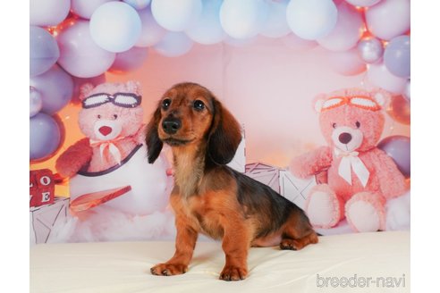 成約済の静岡県のカニンヘンダックスフンド(ロングヘアード)-318091の4枚目