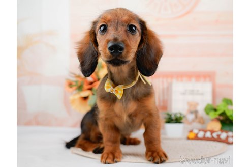 成約済の静岡県のカニンヘンダックスフンド(ロングヘアード)-318091の1枚目