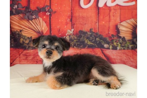 成約済の静岡県のポメプー:ポメラニアン×トイプードル-318092の4枚目