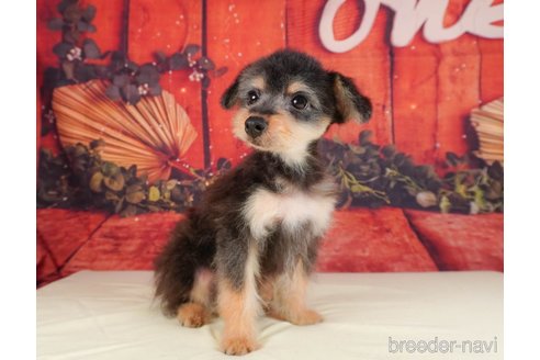 成約済の静岡県のポメプー:ポメラニアン×トイプードル-318092の1枚目