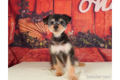 成約済の静岡県のポメプー:ポメラニアン×トイプードル-318092の5枚目