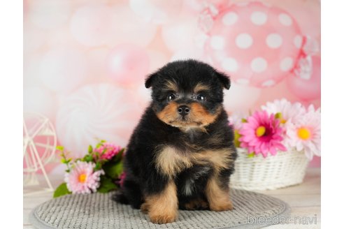 成約済の静岡県のポメプー:ポメラニアン×トイプードル-318092の6枚目