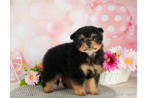 成約済の静岡県のポメプー:ポメラニアン×トイプードル-318092の3枚目