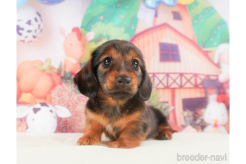 成約済の静岡県のミニチュアダックスフンド(ロングヘアード)-318096の7枚目