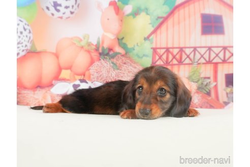 成約済の静岡県のミニチュアダックスフンド(ロングヘアード)-318096の3枚目