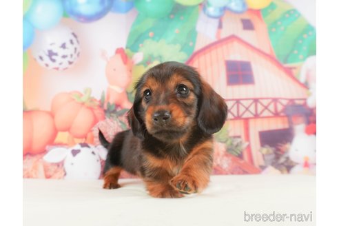 成約済の静岡県のミニチュアダックスフンド(ロングヘアード)-318096の4枚目