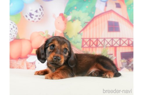 成約済の静岡県のミニチュアダックスフンド(ロングヘアード)-318096の5枚目