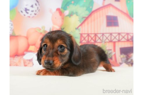 成約済の静岡県のミニチュアダックスフンド(ロングヘアード)-318096の6枚目