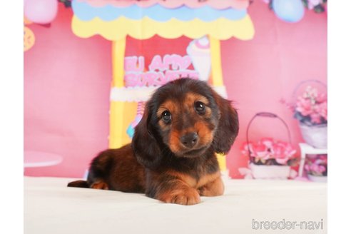 成約済の静岡県のミニチュアダックスフンド(ロングヘアード)-318097の1枚目