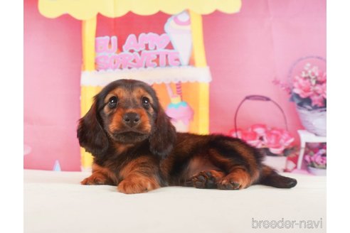 成約済の静岡県のミニチュアダックスフンド(ロングヘアード)-318097の3枚目