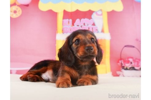 成約済の静岡県のミニチュアダックスフンド(ロングヘアード)-318097の4枚目