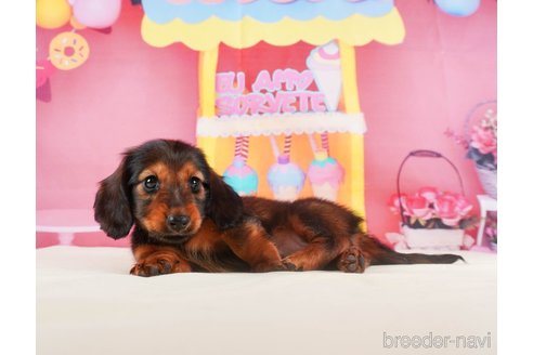 成約済の静岡県のミニチュアダックスフンド(ロングヘアード)-318097の5枚目