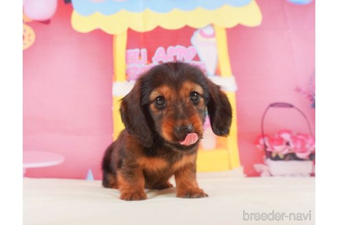 成約済の静岡県のミニチュアダックスフンド(ロングヘアード)-318097の6枚目