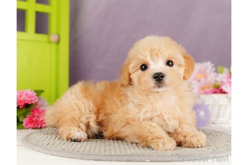 成約済の静岡県のマルプー:マルチーズ×トイプードル-318101の4枚目