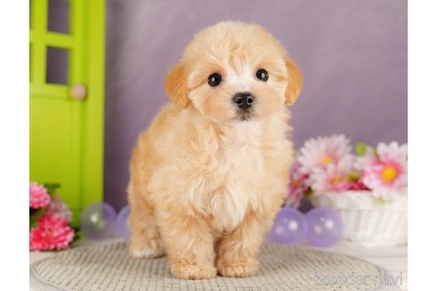 成約済の静岡県のマルプー:マルチーズ×トイプードル-318101