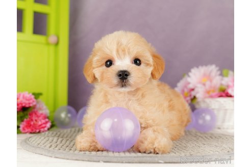 成約済の静岡県のマルプー:マルチーズ×トイプードル-318101の5枚目