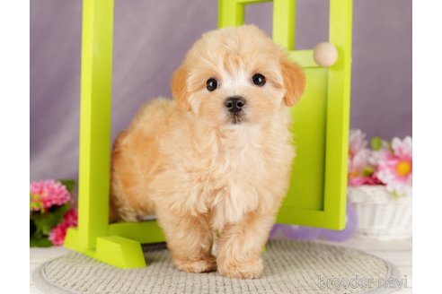 成約済の静岡県のマルプー:マルチーズ×トイプードル-318101の6枚目