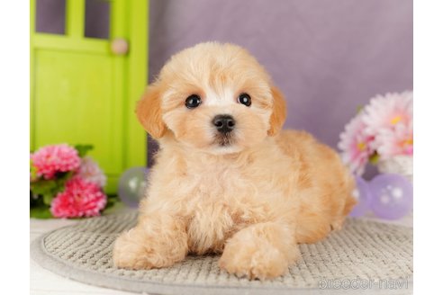 成約済の静岡県のマルプー:マルチーズ×トイプードル-318101の7枚目