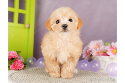 成約済の静岡県のマルプー:マルチーズ×トイプードル-318101の3枚目