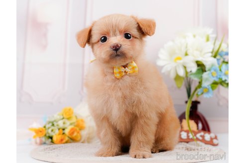 成約済の静岡県のポメプー:ポメラニアン×トイプードル-318102の13枚目