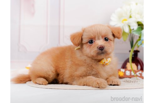 成約済の静岡県のポメプー:ポメラニアン×トイプードル-318102の15枚目