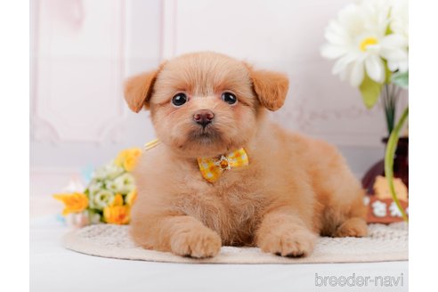 成約済の静岡県のポメプー:ポメラニアン×トイプードル-318102の11枚目