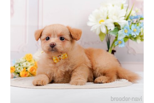 成約済の静岡県のポメプー:ポメラニアン×トイプードル-318102の12枚目