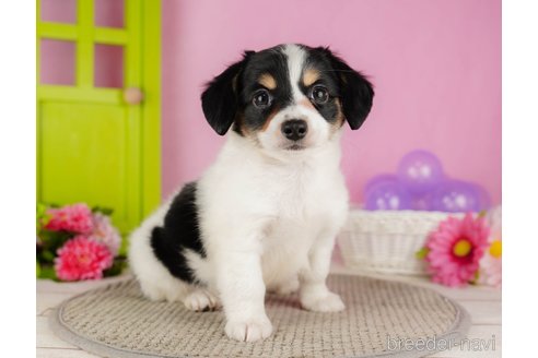 成約済の静岡県のチワックス:チワワ×ミニチュアダックスフンド-318104の1枚目