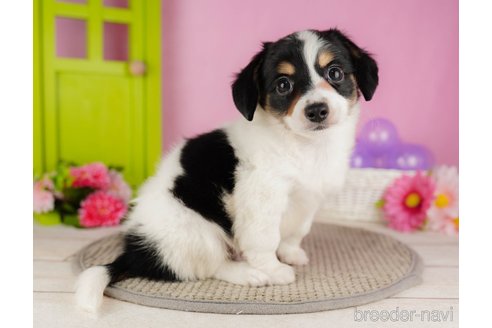 成約済の静岡県のチワックス:チワワ×ミニチュアダックスフンド-318104の4枚目