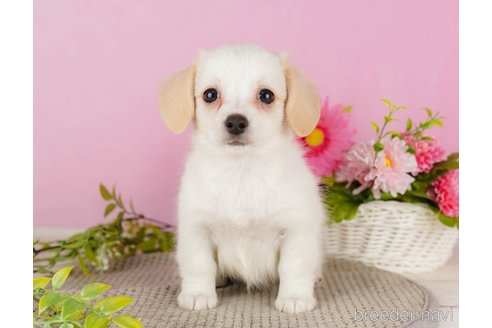 成約済の静岡県のチワックス:チワワ×ミニチュアダックスフンド-318105の4枚目