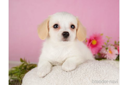 成約済の静岡県のチワックス:チワワ×ミニチュアダックスフンド-318105