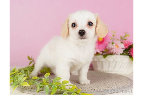 成約済の静岡県のチワックス:チワワ×ミニチュアダックスフンド-318105の3枚目