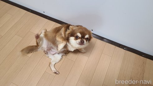 ドレミちゃん1枚目