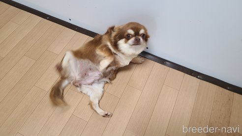 ドレミちゃん1枚目