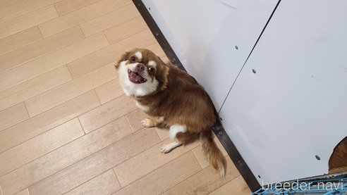 ドレミちゃん1枚目