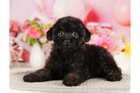 成約済の千葉県のトイプードル-318115の4枚目