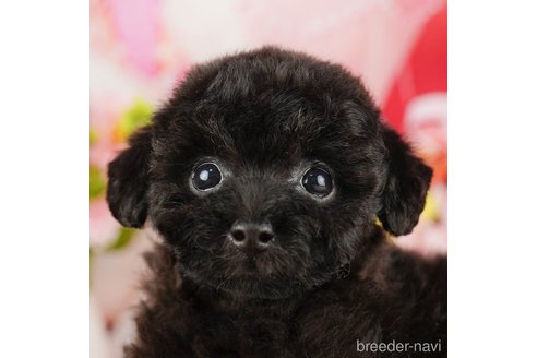 成約済の千葉県のトイプードル-318115の1枚目