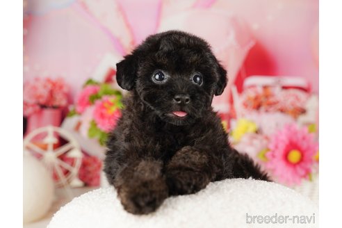 成約済の千葉県のトイプードル-318115の2枚目