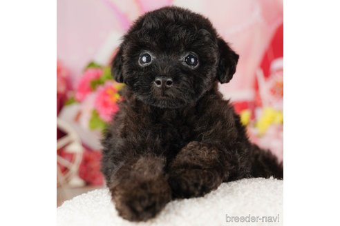 成約済の千葉県のトイプードル-318115の3枚目