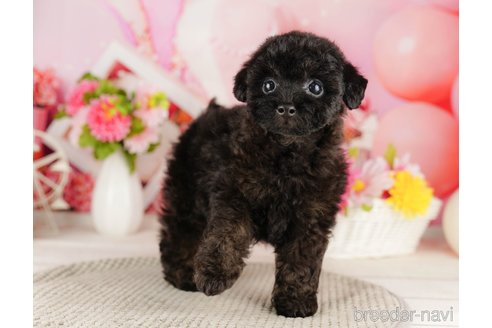 成約済の千葉県のトイプードル-318115の5枚目