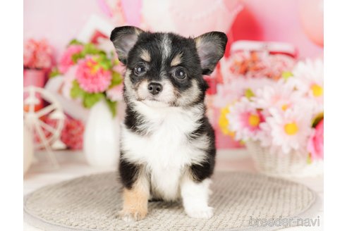 成約済の千葉県のチワワ(ロングコート)-318120の2枚目