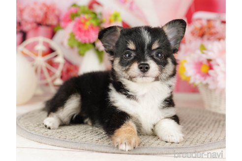 成約済の千葉県のチワワ(ロングコート)-318120の3枚目