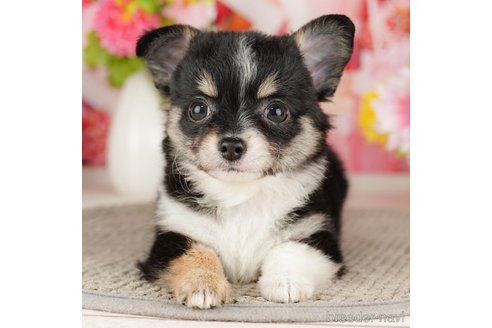 成約済の千葉県のチワワ(ロングコート)-318120