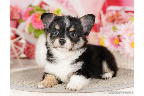 成約済の千葉県のチワワ(ロングコート)-318120の4枚目