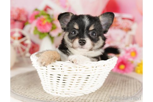 成約済の千葉県のチワワ(ロングコート)-318120の5枚目